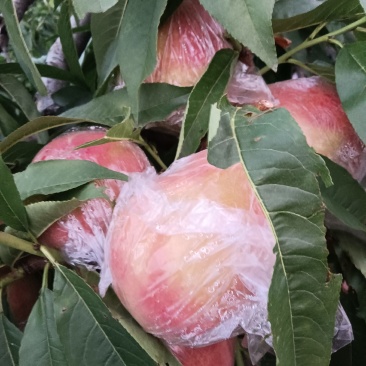 阿布白膜袋毛桃