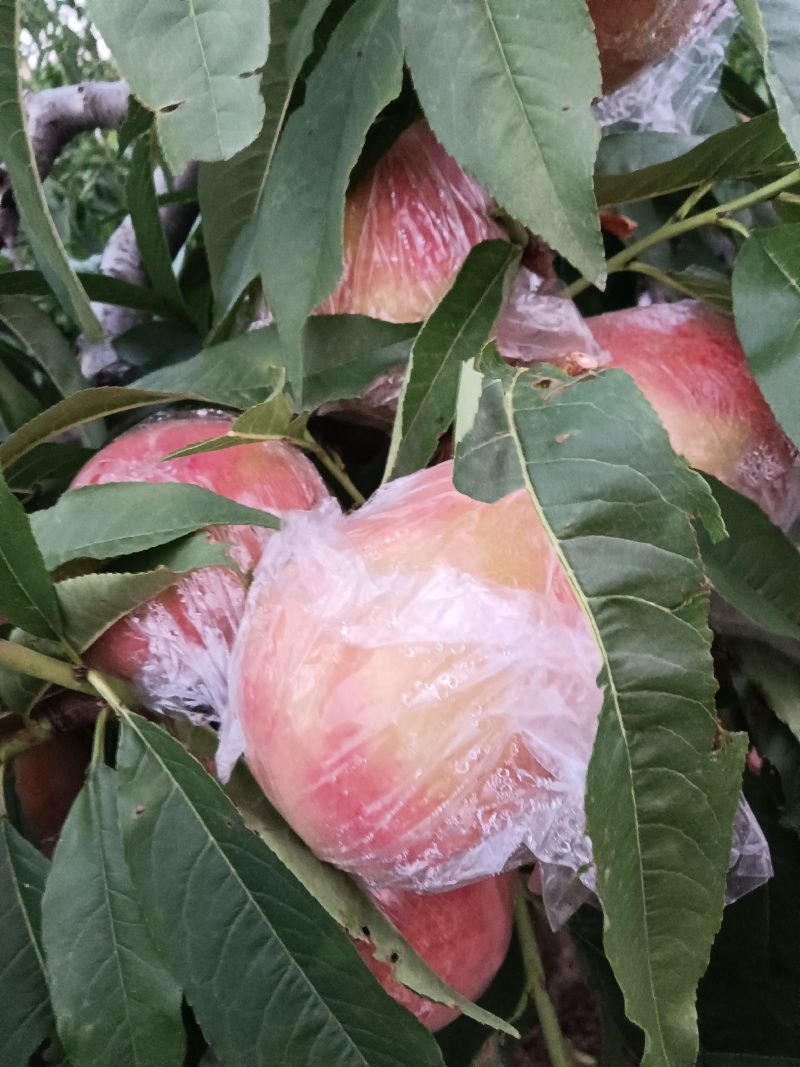 阿布白膜袋毛桃