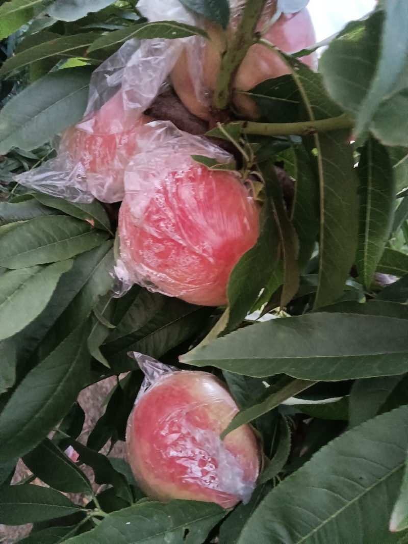 阿布白膜袋毛桃