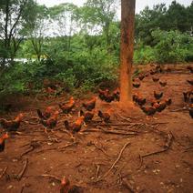 阉鸡1—3.5斤大量出货，长期大量出售山林放养阉鸡