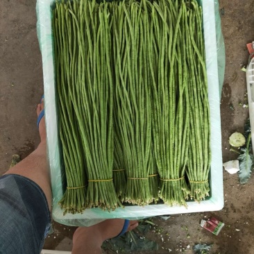 云南长豆角大量上市中，周期长可以长期合作