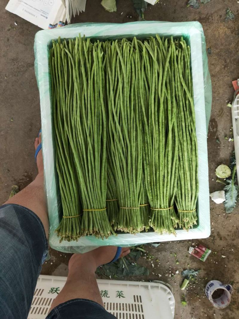 云南长豆角大量上市中，周期长可以长期合作