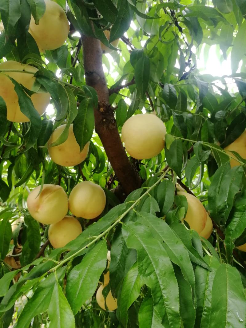 锦绣黄桃