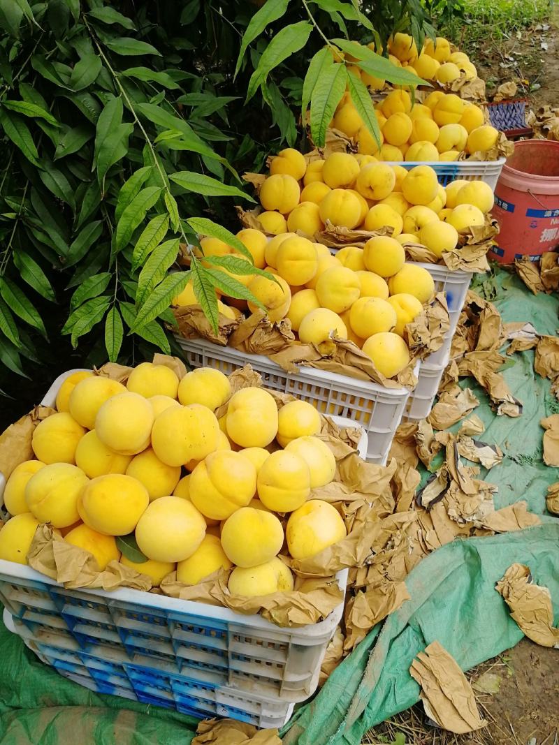 锦绣黄桃