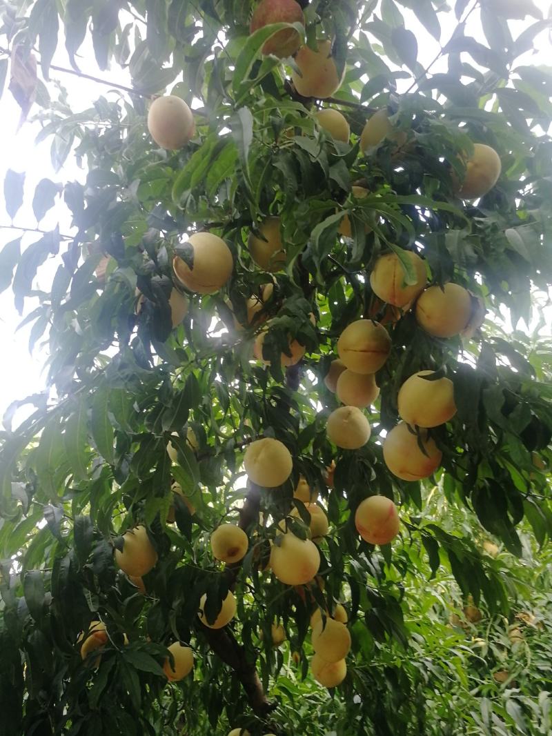 锦绣黄桃