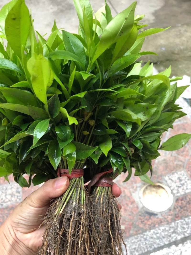 沉香苗，幼苗，现拔现发