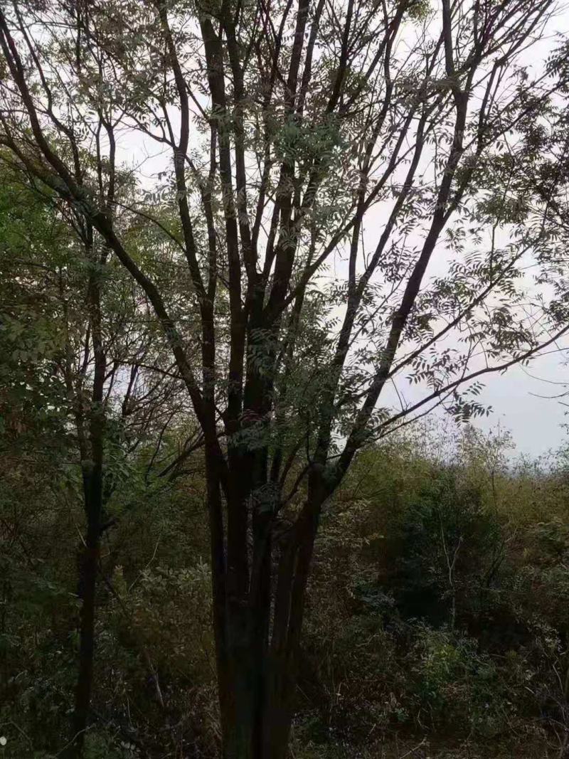 黄连木/绿化苗木/乔灌木/黄连木树苗/黄连木林木