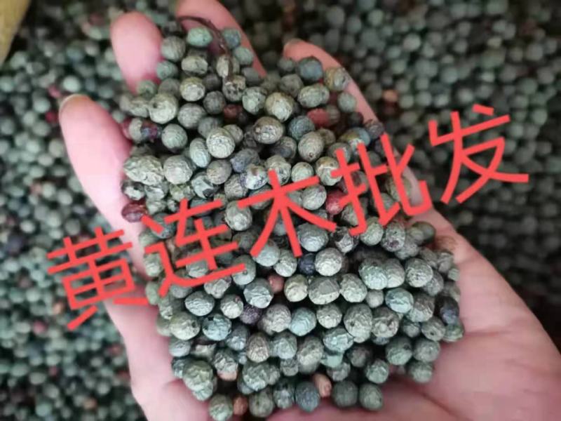 黄连木/绿化苗木/乔灌木/黄连木树苗/黄连木林木