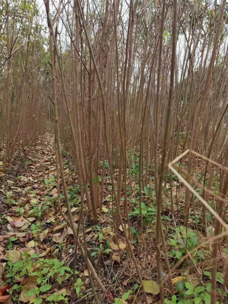 黄连木/绿化苗木/乔灌木/黄连木树苗/黄连木林木