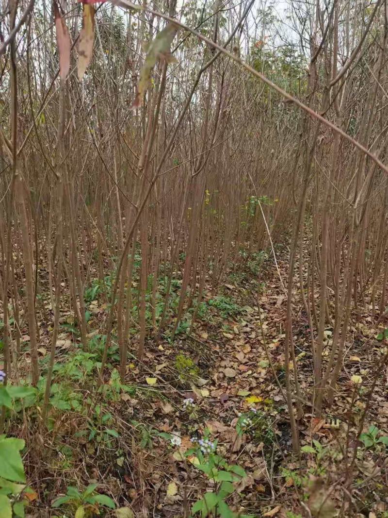 黄连木/绿化苗木/乔灌木/黄连木树苗/黄连木林木
