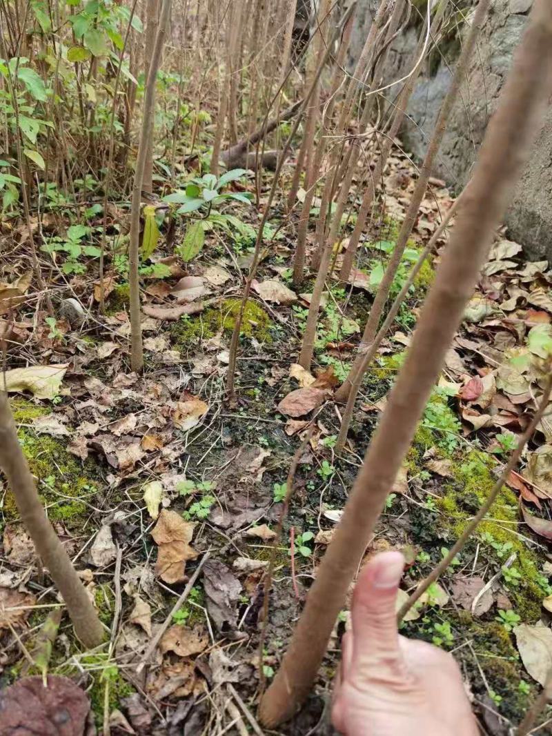黄连木/绿化苗木/乔灌木/黄连木树苗/黄连木林木
