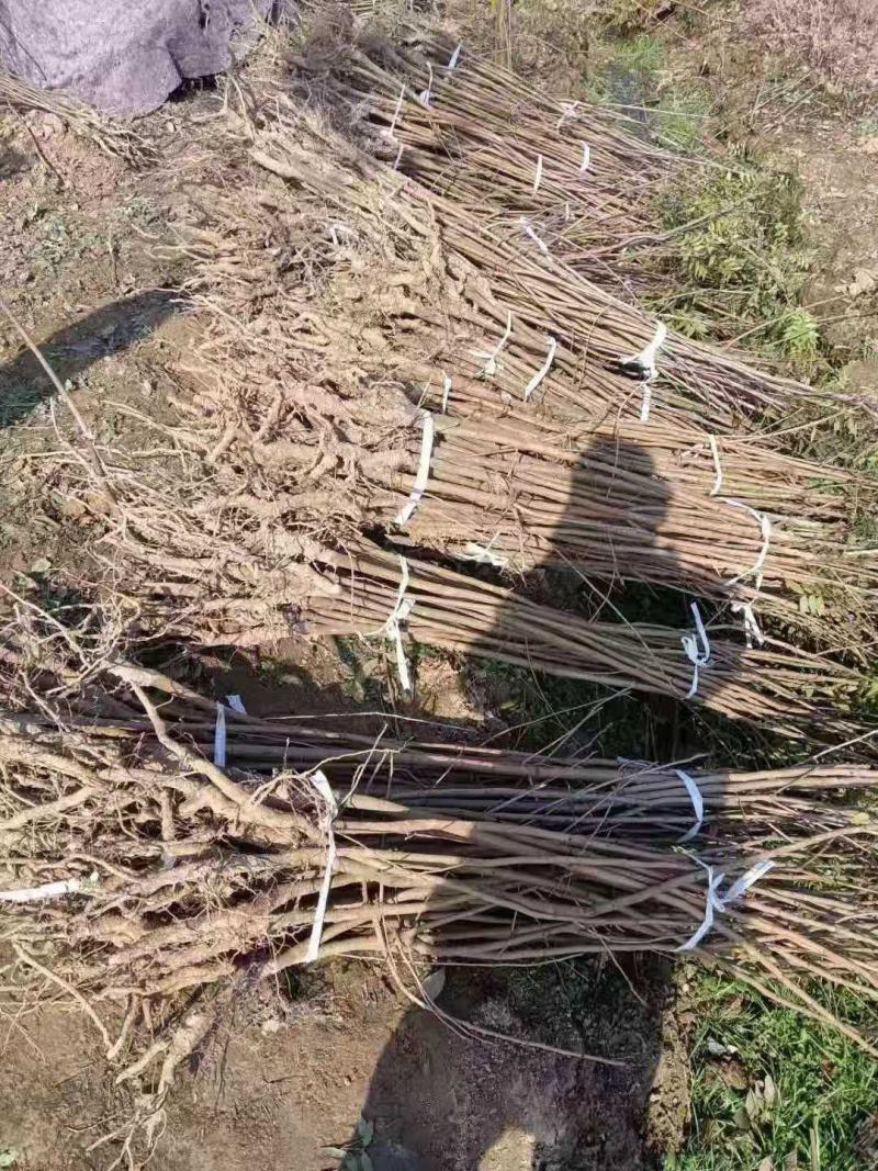 黄连木/绿化苗木/乔灌木/黄连木树苗/黄连木林木