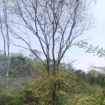 黄连木/绿化苗木/乔灌木/黄连木/黄连木树苗/黄连木林木