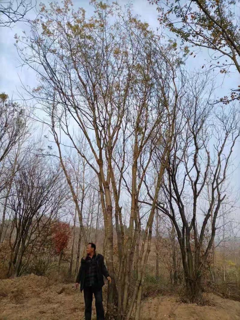 黄连木/绿化苗木/乔灌木/黄连木/黄连木树苗/黄连木林木