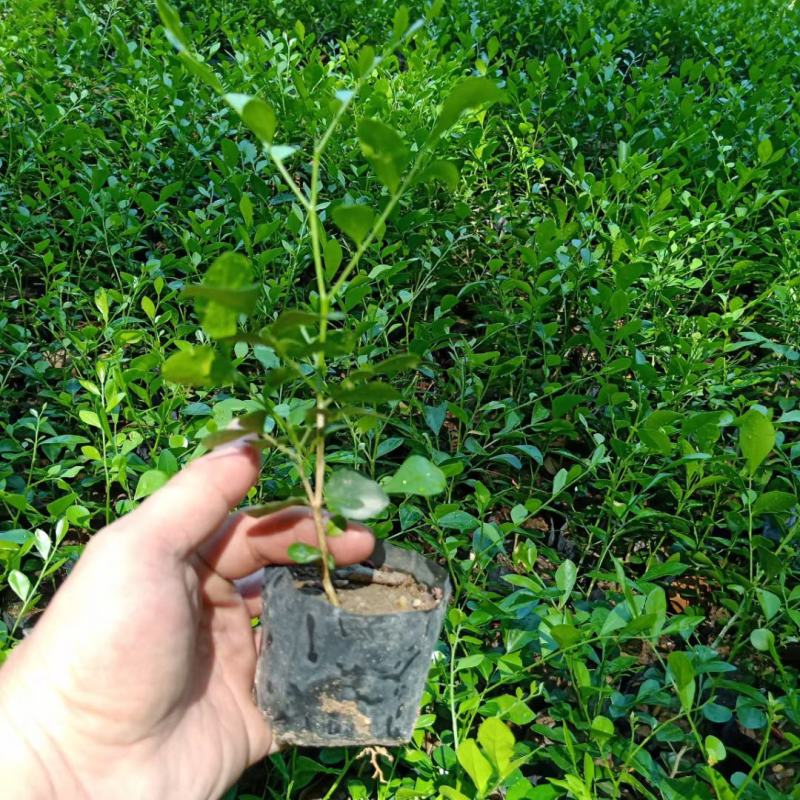 大量出售九里香小袋大袋