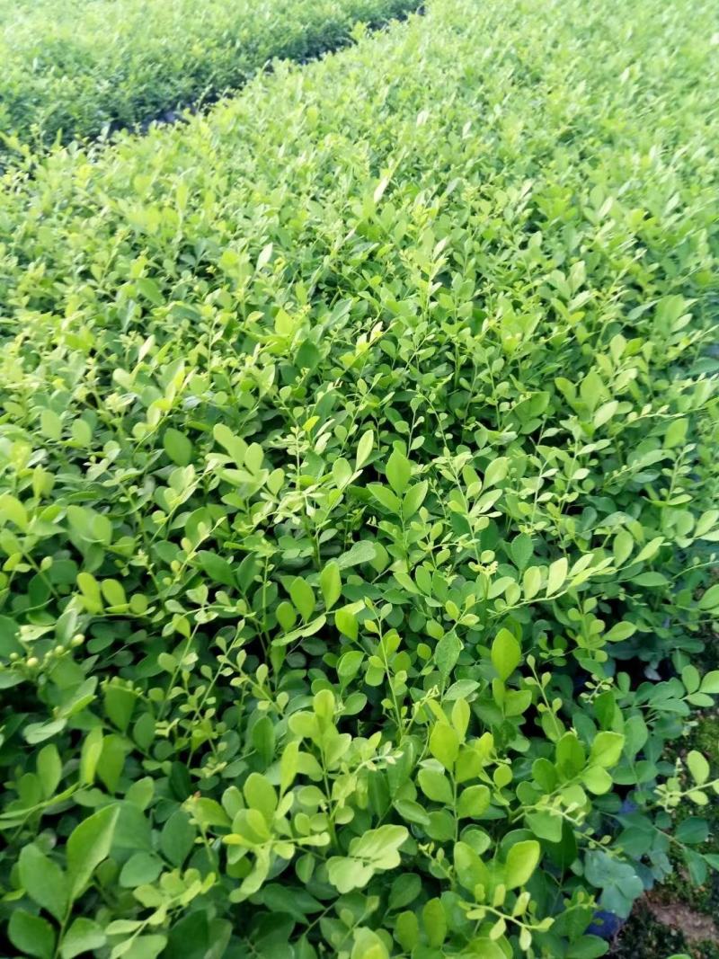 大量出售九里香小袋大袋
