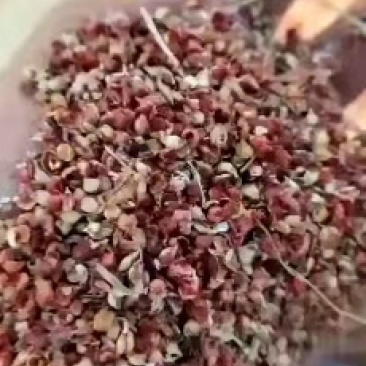 高粱壳