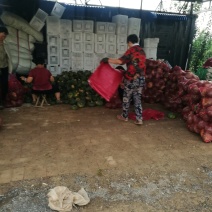 板栗南瓜