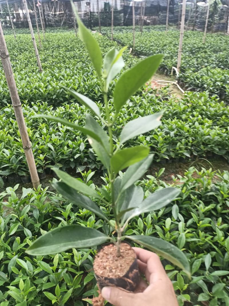 各规格非洲茉莉，小袋大袋
