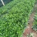 各规格非洲茉莉，小袋大袋