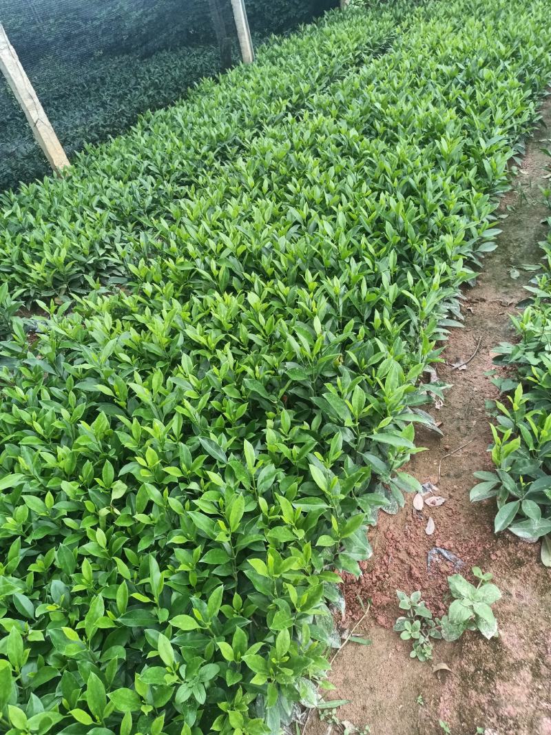 各规格非洲茉莉，小袋大袋