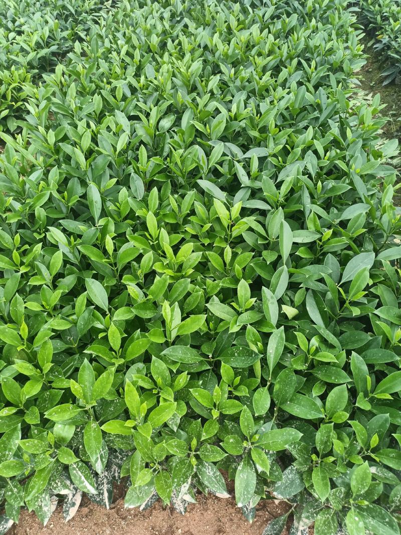 各规格非洲茉莉，小袋大袋
