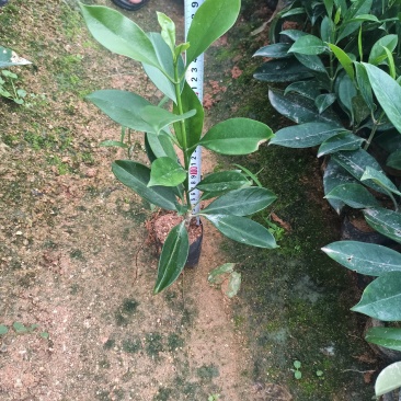 各规格非洲茉莉，小袋大袋