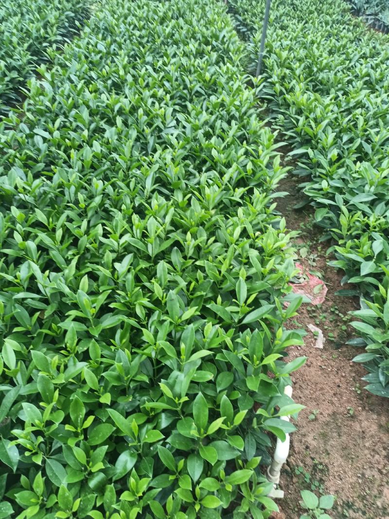 各规格非洲茉莉，小袋大袋
