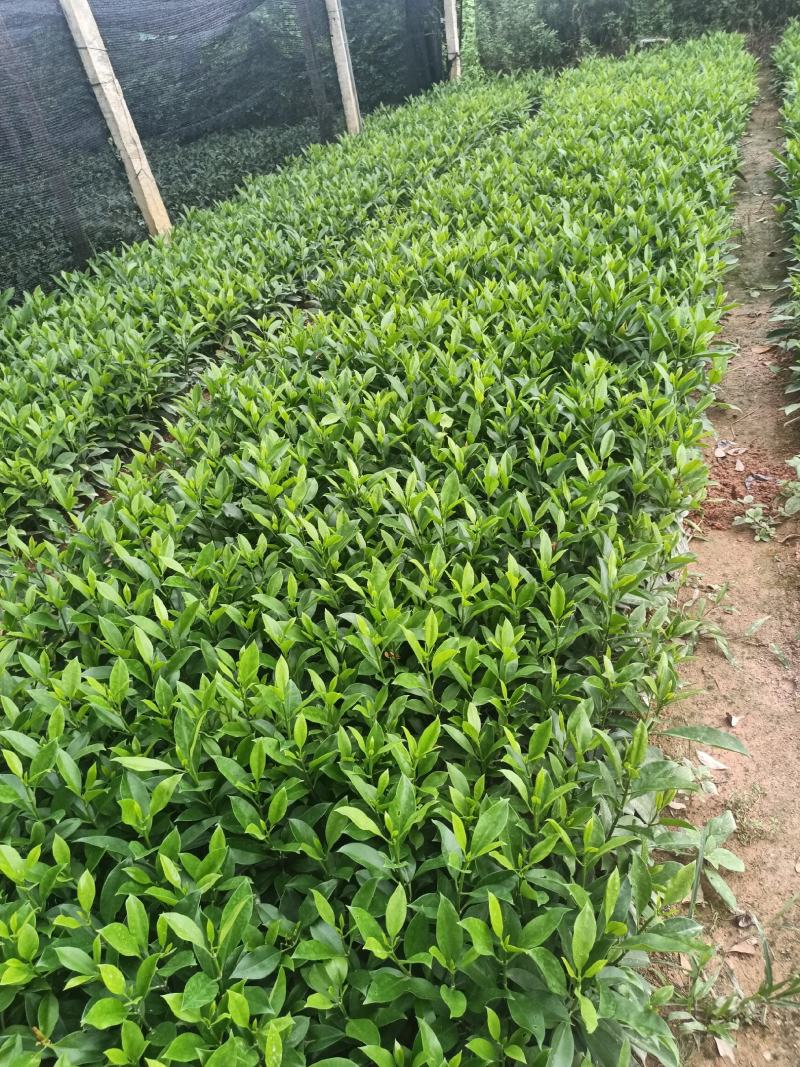各规格非洲茉莉，小袋大袋