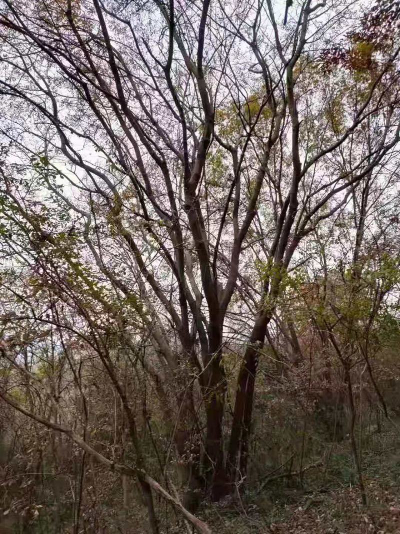 黄连木/绿化苗木/乔灌木/黄连木树苗/黄连木林木绿化