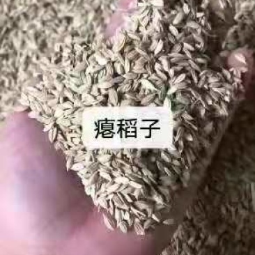 瘪稻子