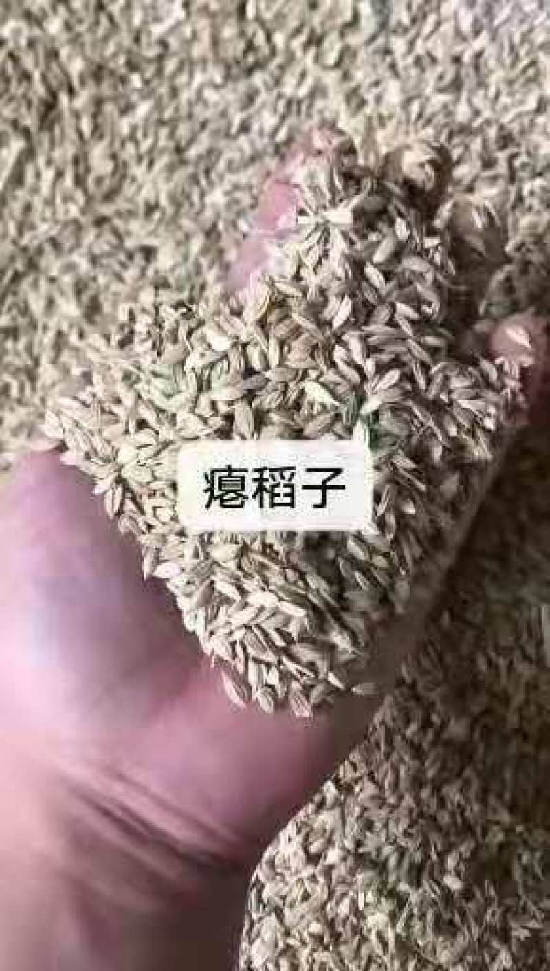 瘪稻子