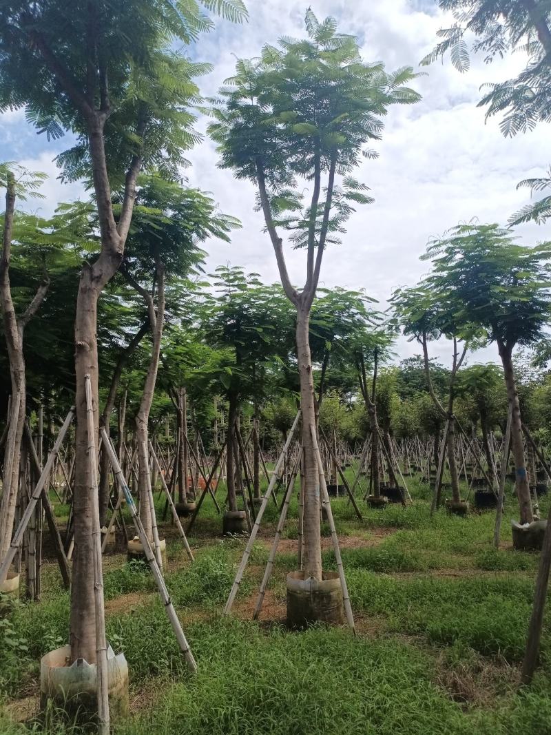 凤凰木各规格大量出售