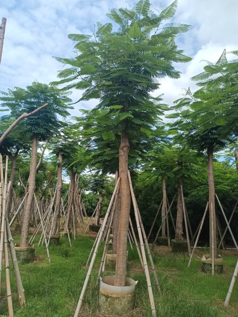 凤凰木各规格大量出售