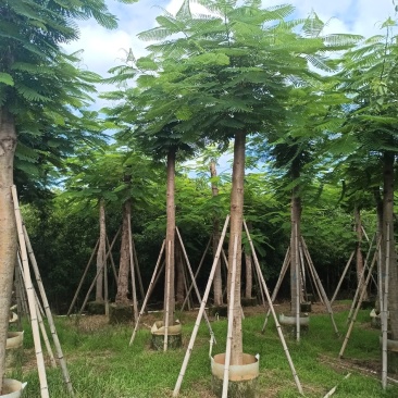 凤凰木各规格大量出售