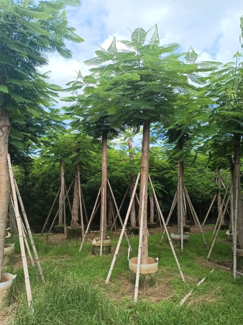 凤凰木各规格大量出售