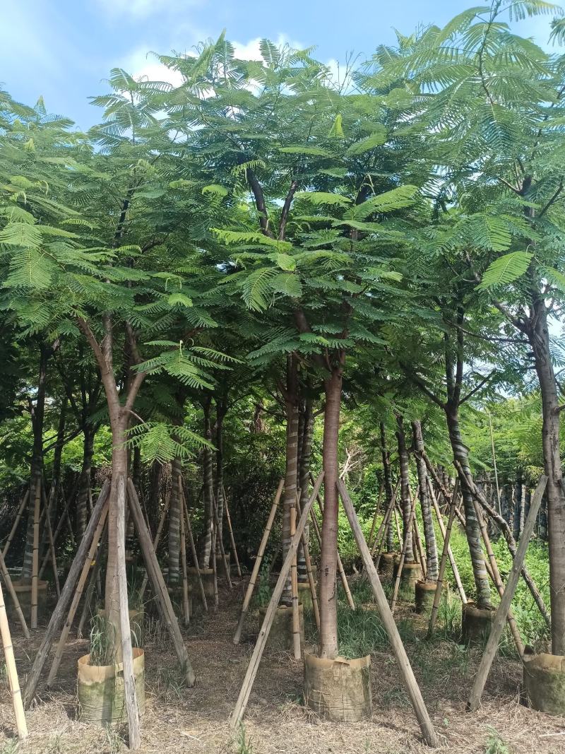 凤凰木各规格大量出售