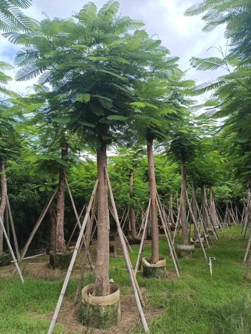 凤凰木各规格大量出售