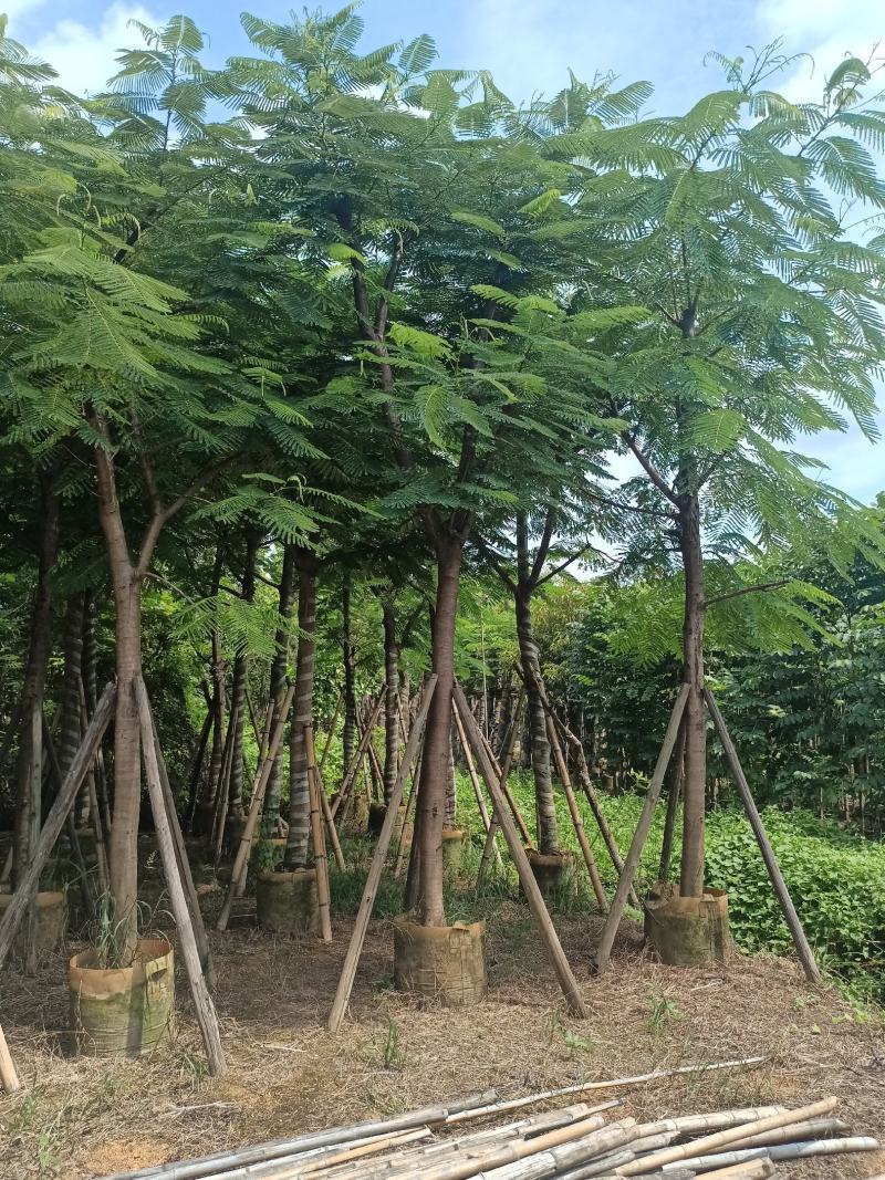 凤凰木各规格大量出售