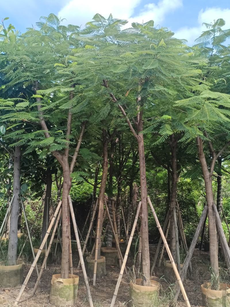 凤凰木各规格大量出售