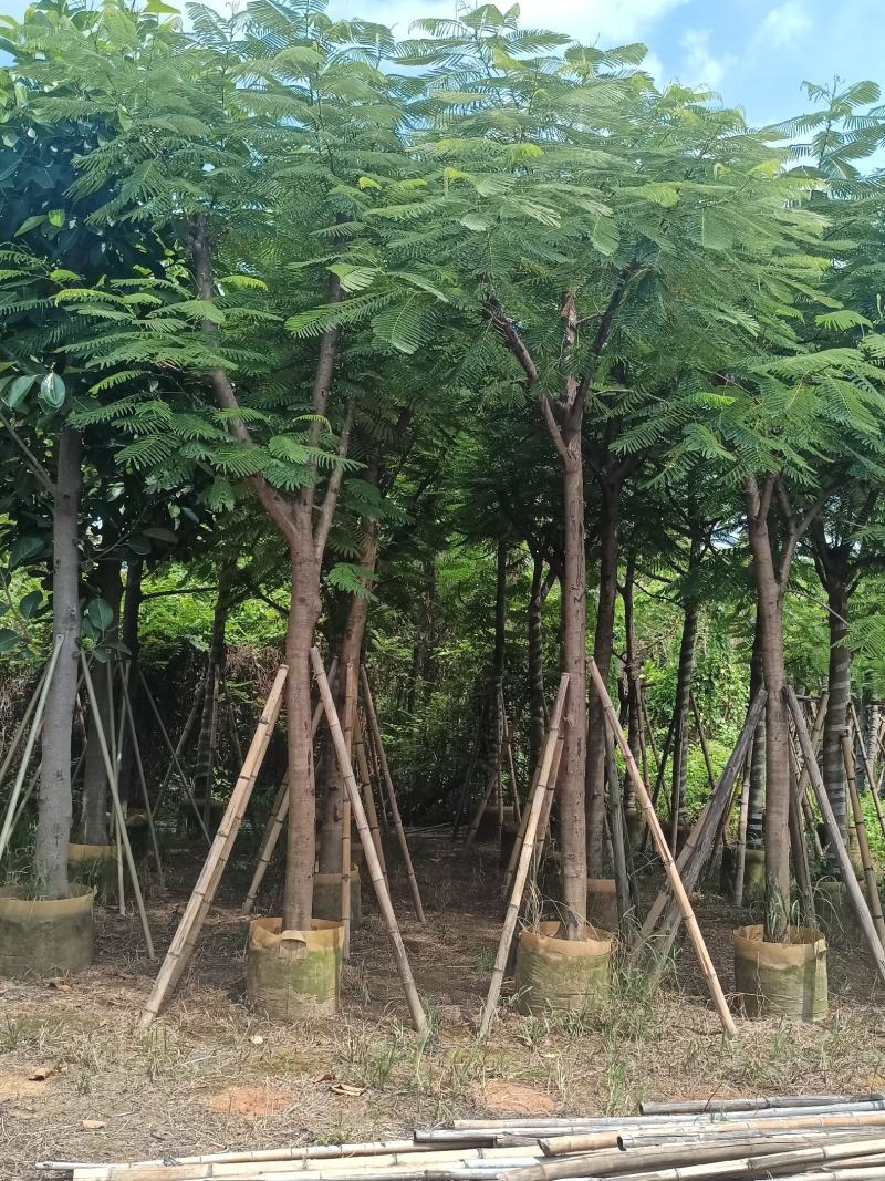 凤凰木各规格大量出售