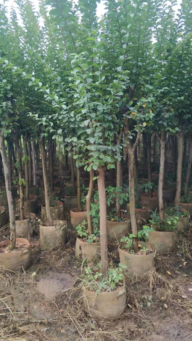 大量出售各规格小叶紫薇