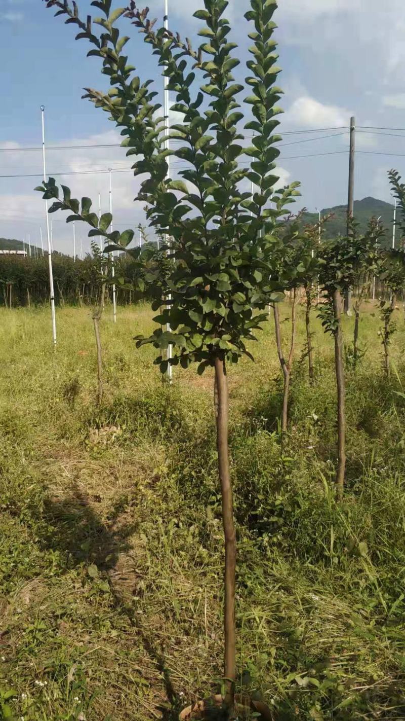 大量出售各规格小叶紫薇