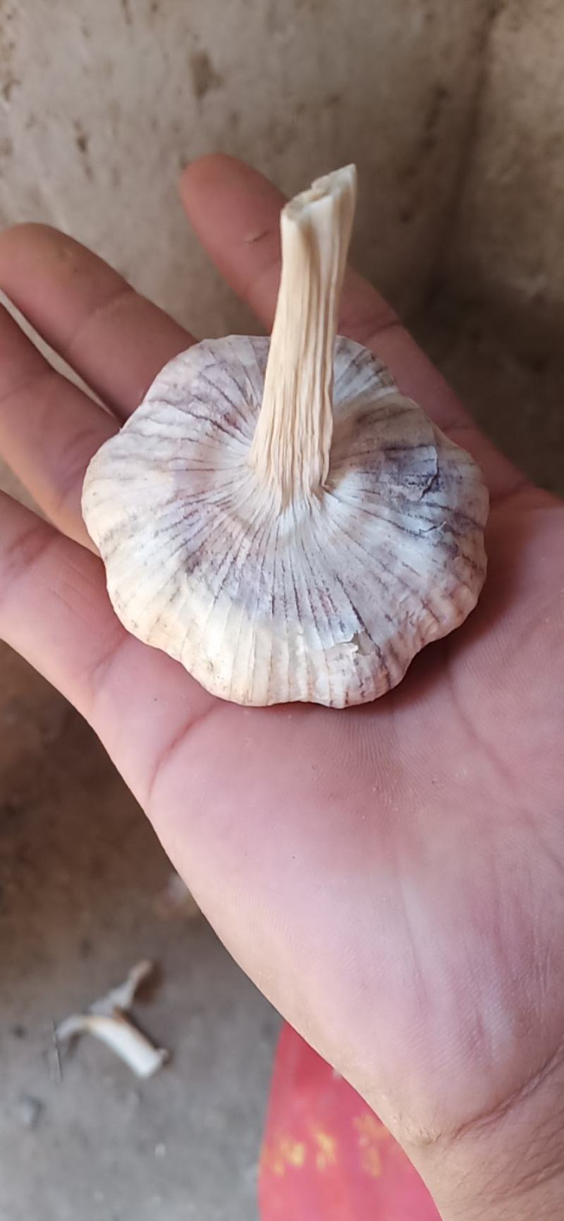 大名紫红皮蒜种大量出售中需要的联系