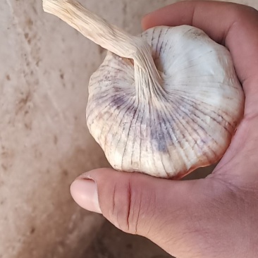 大名紫红皮蒜种大量出售中需要的联系