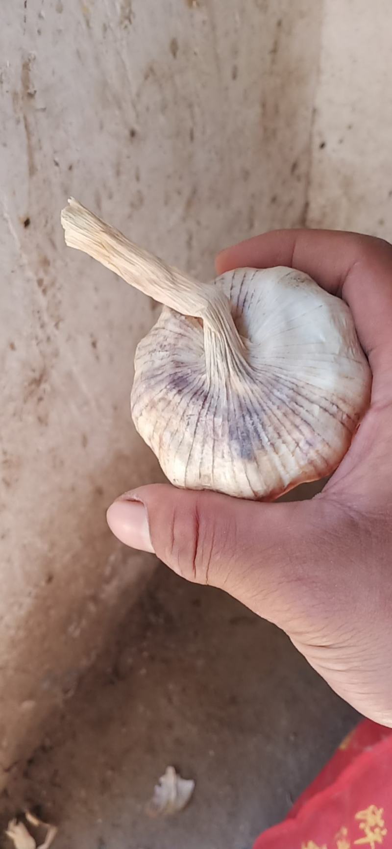 大名紫红皮蒜种大量出售中需要的联系