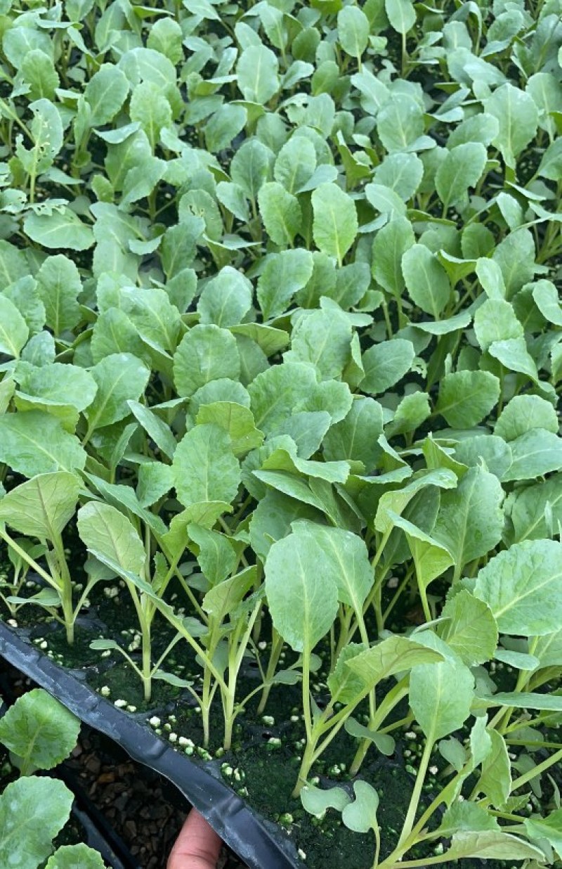 75天有机菜花苗80菜花苗花椰菜苗单球重2kg以上