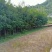 鄂西红豆/红豆树/绿化苗木/乔灌木/红豆树苗/红豆林木