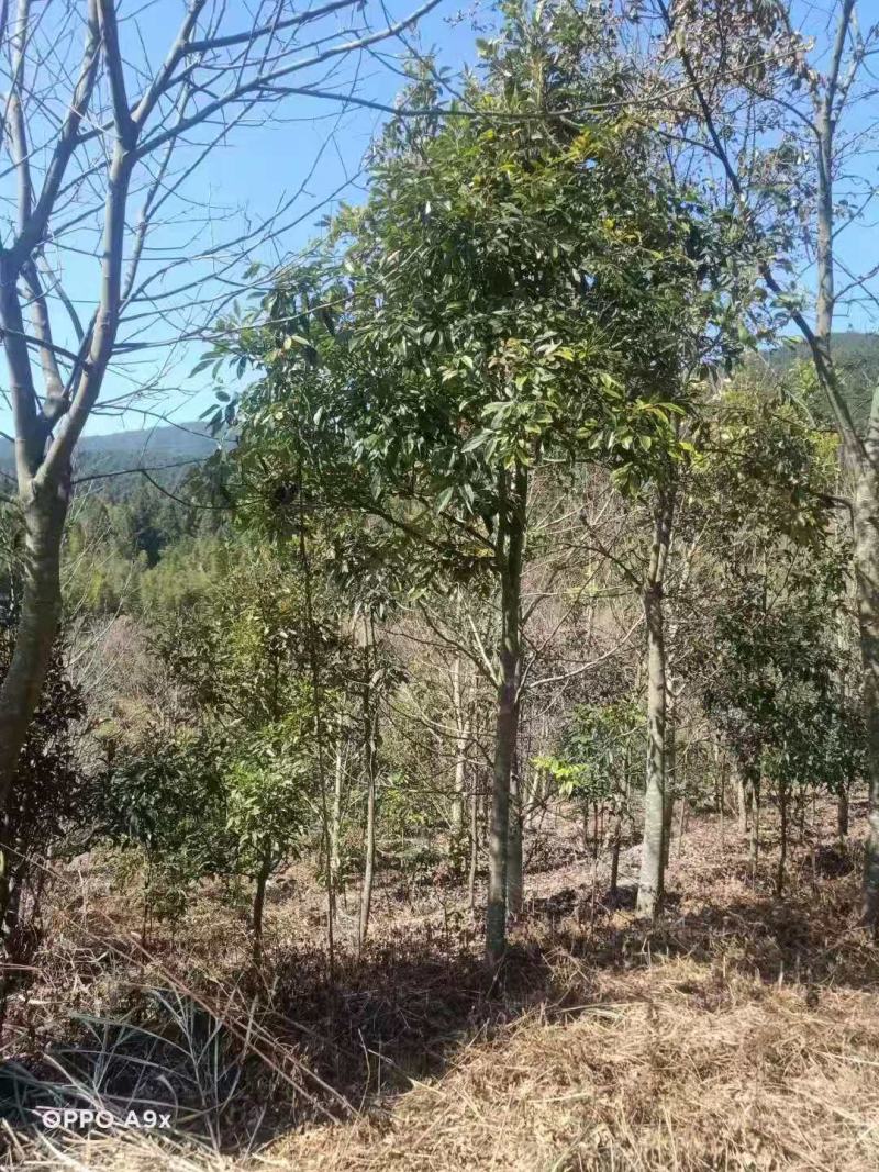 鄂西红豆/红豆树/绿化苗木/乔灌木/红豆树苗/红豆林木