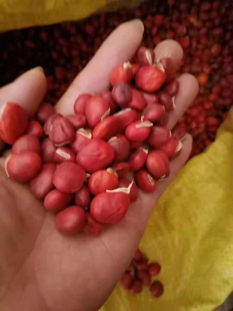 鄂西红豆/红豆树/绿化苗木/乔灌木/红豆树苗/红豆林木